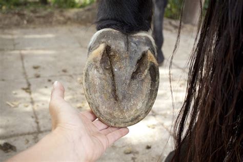 Exploring the Magick of Barefoot Equine Pad Technology